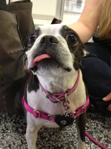 Abby at MacWorld (photo credit: a sweet stranger)