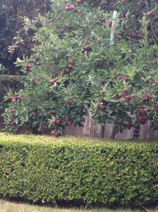 Our overgrown "Purple Delicious" apple tree at our old house
