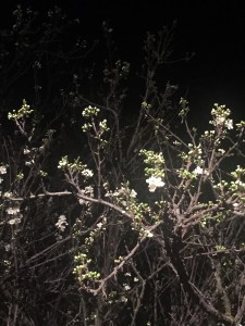 plum tree blossoms