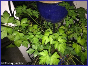 parsley