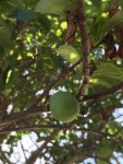 plums are coming