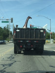 Giant giraffe strapped into back of truck in front of me