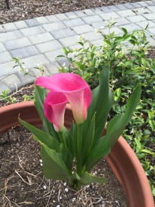 pink calla lilies-1