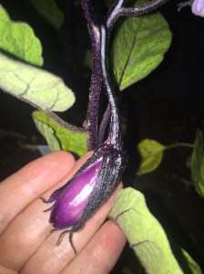 baby eggplant