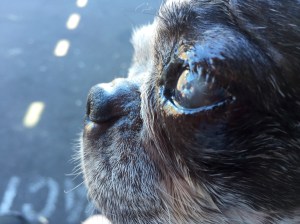 dog eye with ulcer