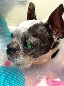 glowing green dog eye