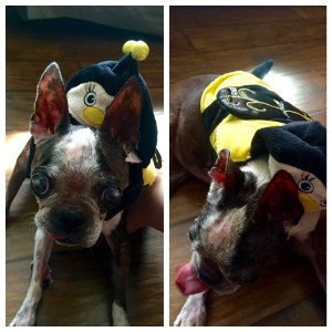 Abby the bumble bee