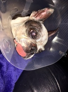 Abby home from hospital