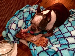 Abby loves her Rover's Choice bone!