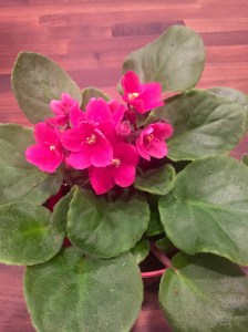 African Violets for Abby