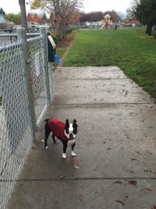 Paisley's 1st trip to the dog park
