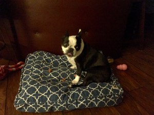 Paisley enjoying a treat after our walk
