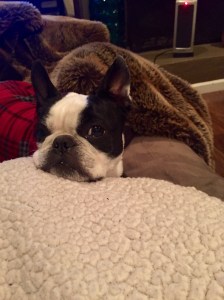 Paisley after errands