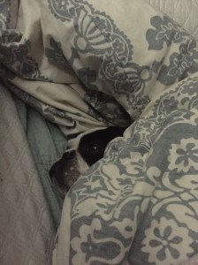 Paisley face in covers