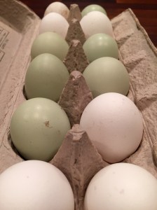 blue and white eggs from Ely