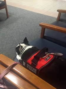 A very patient Paisley waiting for her Bubbe